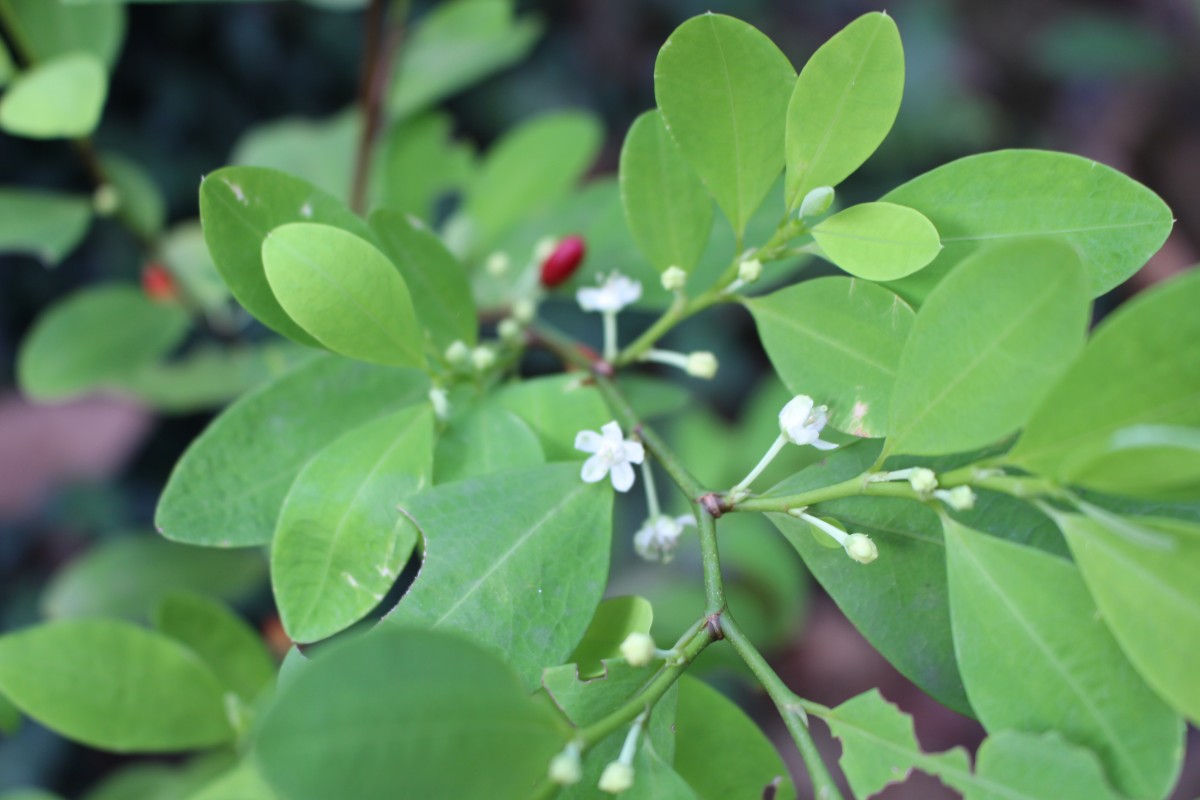 Erythroxylum novogranatense (D.Morris) Hieron.